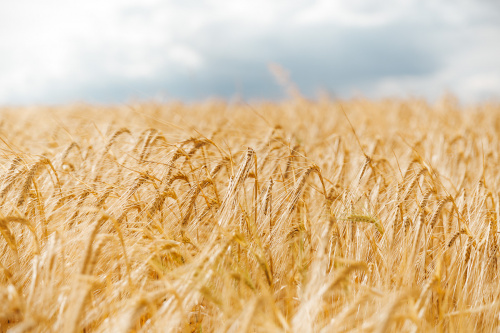 Privatbrauerei Zwettl