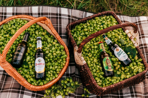 Zwettler Hopfenernte