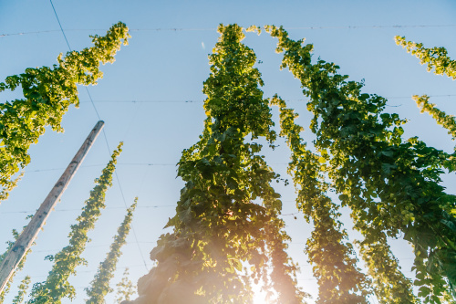 Zwettler Hopfenernte