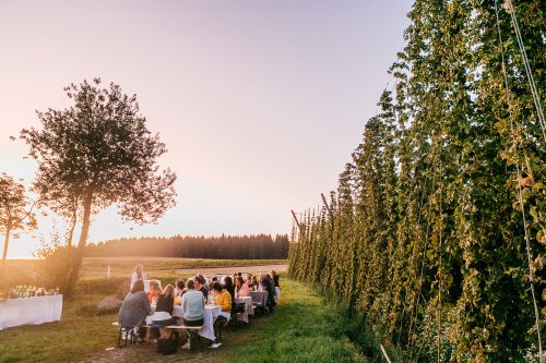 Zwettler Hopfenernte