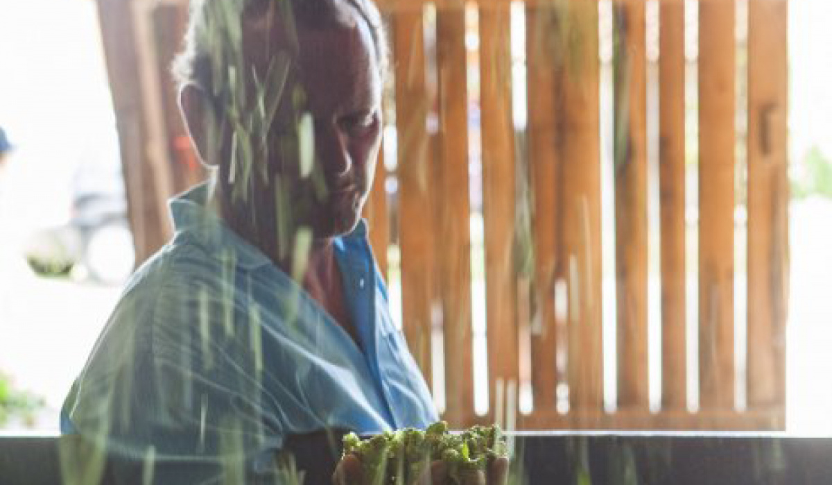 Zwettler Hopfenernte