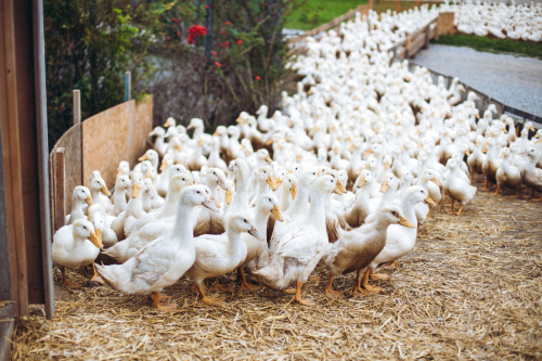 GÄNSEMARSCH IM WALDVIERTEL