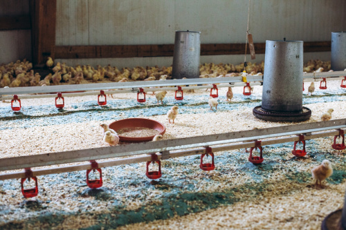 GÄNSEMARSCH IM WALDVIERTEL