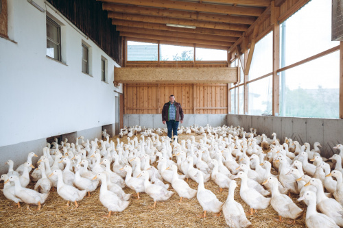 GÄNSEMARSCH IM WALDVIERTEL