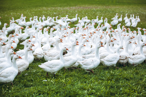 GÄNSEMARSCH IM WALDVIERTEL