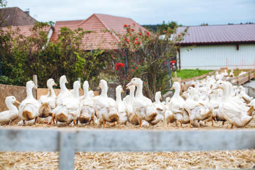 GÄNSEMARSCH IM WALDVIERTEL