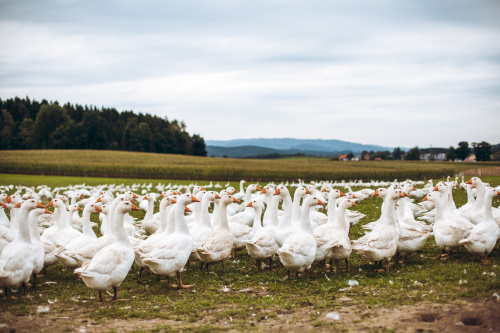GÄNSEMARSCH IM WALDVIERTEL