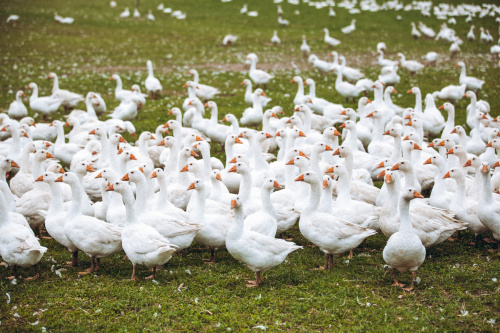 GÄNSEMARSCH IM WALDVIERTEL