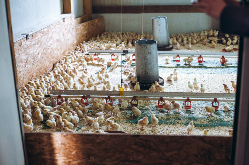 GÄNSEMARSCH IM WALDVIERTEL