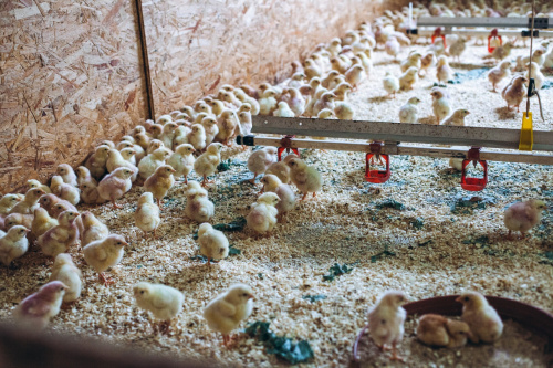 GÄNSEMARSCH IM WALDVIERTEL