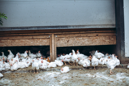 GÄNSEMARSCH IM WALDVIERTEL