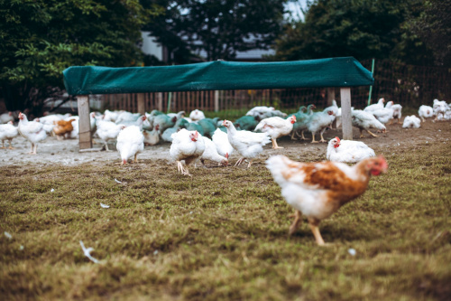 GÄNSEMARSCH IM WALDVIERTEL