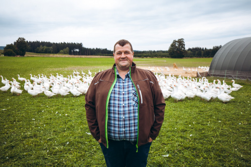 GÄNSEMARSCH IM WALDVIERTEL