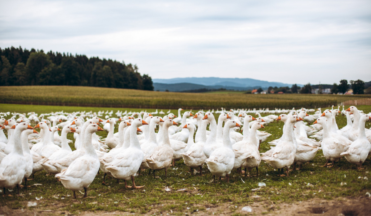 GÄNSEMARSCH IM WALDVIERTEL